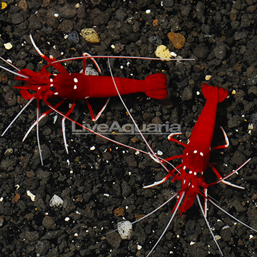 Blood Red Fire Shrimp (Bonded Pair)