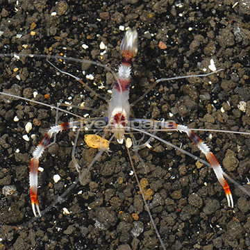 Coral Banded Shrimp