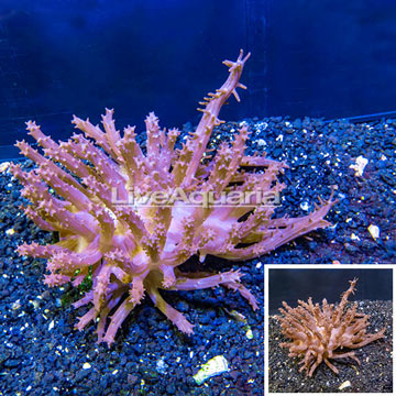 Tree Coral Indonesia