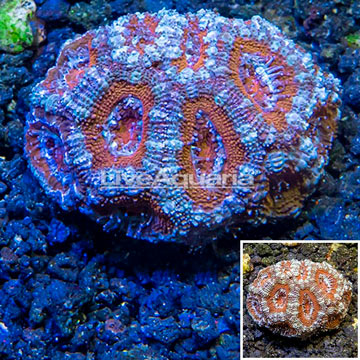 LiveAquaria® Cultured Acan Lord Coral