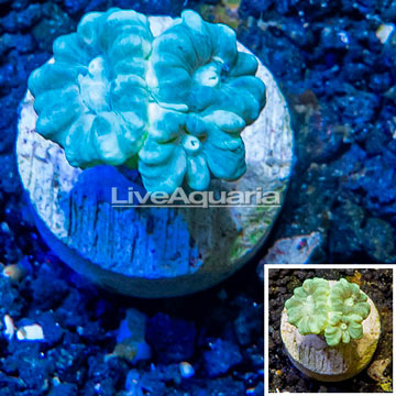 LiveAquaria® Cultured Caulastrea Coral