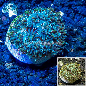 LiveAquaria® Cultured Galaxea Coral