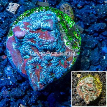 LiveAquaria® Cultured War Coral