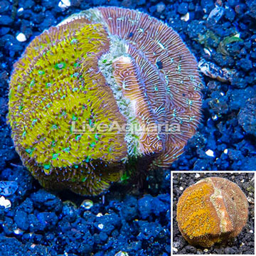 LiveAquaria® Cultured Leptoseris Coral