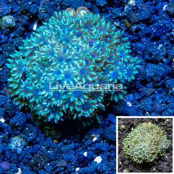 LiveAquaria® Cultured Sympodium Polyps
