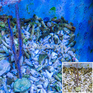 Purple Ribbon Gorgonian
