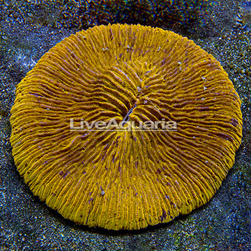 Short Tentacle Plate Coral Indonesia