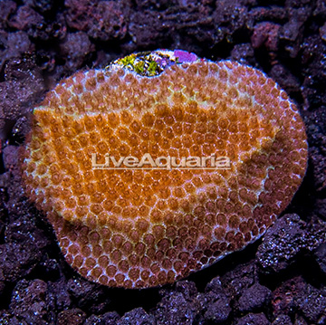 USA Cultured Dark Matter Sand Dollar Montipora Coral