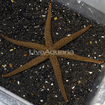 Green Sea Star