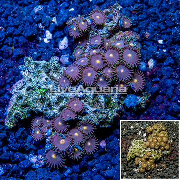 Zoanthus Coral Vietnam