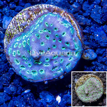 LiveAquaria® Cultured Pavona Coral