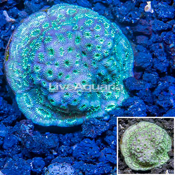 LiveAquaria® Cultured Pavona Coral