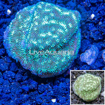 LiveAquaria® Cultured Leptoseris Coral
