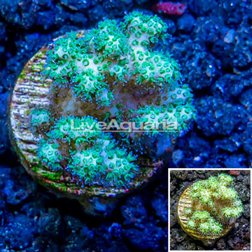 LiveAquaria® Cultured Pocillopora Coral