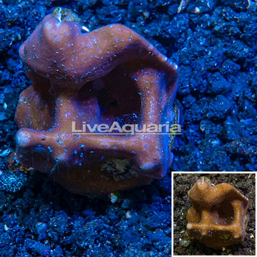 LiveAquaria® Cultured Blue Ridge Coral