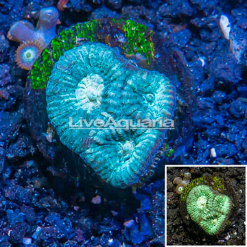 LiveAquaria® Cultured Goniastrea Brain Coral
