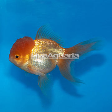 Oranda Goldfish