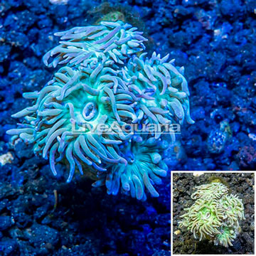 LiveAquaria® Cultured Ultra Duncan Coral