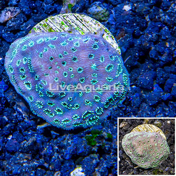 LiveAquaria® Cultured Pavona Coral