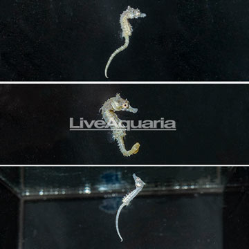 Dwarf Seahorse, Trio