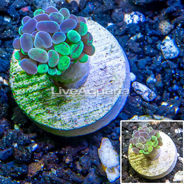 LiveAquaria® Cultured Hammer Coral