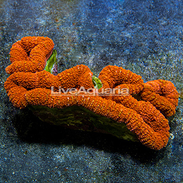 Aussie Lobed Brain Coral