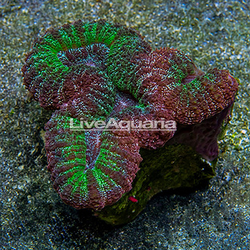 Aussie Lobed Brain Coral