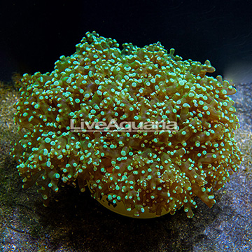 Frogspawn Coral Indonesia