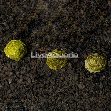 Blue Cover Trochus Snail (3-Lot)