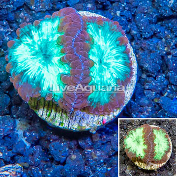 LiveAquaria® Cultured Blastomussa Coral