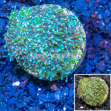 LiveAquaria® Cultured Galaxea Coral