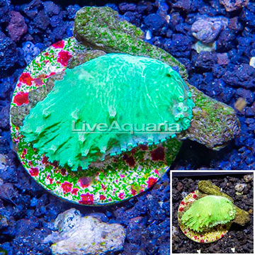 LiveAquaria® Cultured Green Cabbage Leather Coral