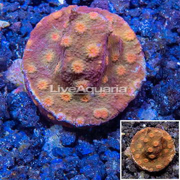 LiveAquaria® Cultured Cyphastrea Frag
