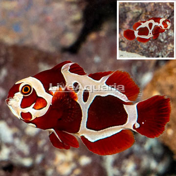 Peacekeeper Maroon Clownfish
