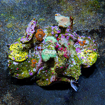 Combo Colony Polyp Rock Zoanthus Indonesia