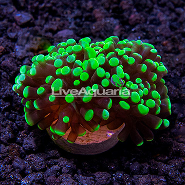 LiveAquaria® Hammer x Frogspawn Hybrid Coral