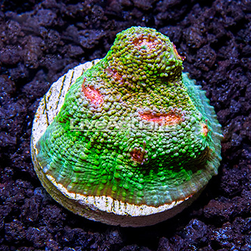 USA Cultured Oregon Mummy Eye Chalice Coral