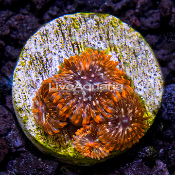 LiveAquaria® Utter Chaos Zoanthus IM