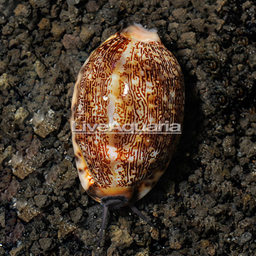 Cowrie Tiger Snail