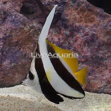 Heniochus Black and White Butterflyfish