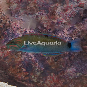 Lyretail Wrasse