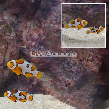 Picasso Percula Clownfish (Bonded Pair)