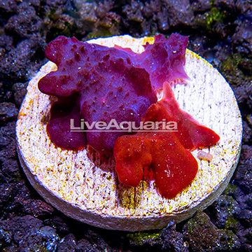 LiveAquaria® Red and Blue Photosynthetic Plating Sponge