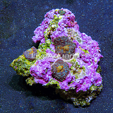 Mushroom Rock Rhodactis Indonesia