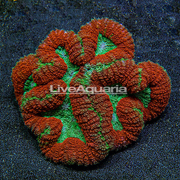 Symphyllia Brain Coral Indonesia