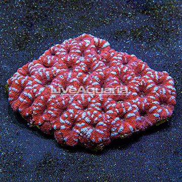 Aussie Lord Coral 