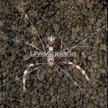 Coral Banded Shrimp