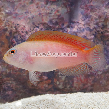 Fire-Tail Devil Dottyback