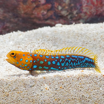 Blue Spotted Jawfish
