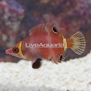 Yellow Banded Possum Wrasse